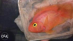 A pair of orange parot fish..medium size 150 gm