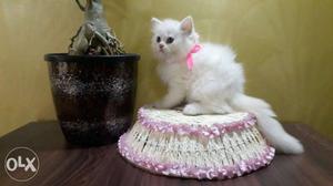 Adorable Persian kittens available in all colour