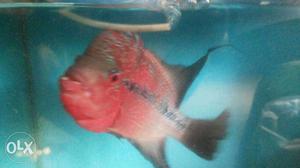 Aggressive 8" red dragon flowerhorn for sell