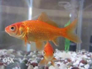 All fish is 6 goldfish urgent sale please take