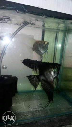 Angel fish breeding pair z black × platinum red eye