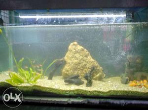 Aquarium and stand for sale