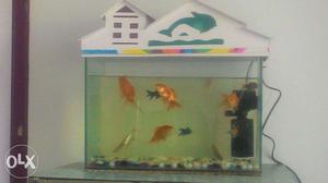 Aquarium set (12 fishes, moter, fish tank, colour