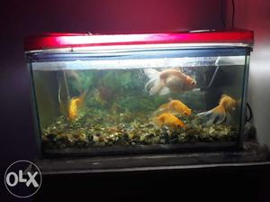 Aquarium with 6 gold fishes.