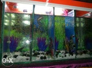 Betta Fish Aquarium with cover, light and 4
