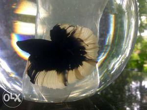 Betta fish high quality fish.. imported