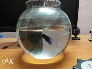 Betta fish with fish bowl blue torquise crowntail
