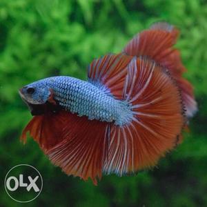 Betta full moon available imported exotic