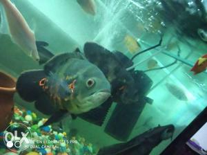 Big size Oscar fish for sale beautiful and