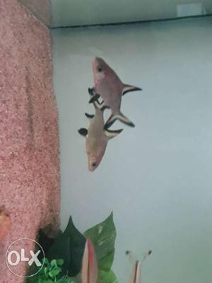 Big size Silver Shark just 800 rs pair