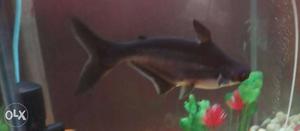 Black And Gray Iridescent Shark