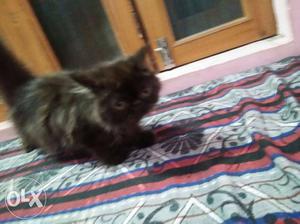 Black punch fave persian kitten