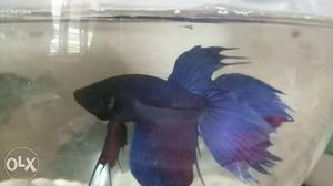 Blue And Red Betta Fish