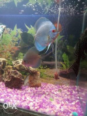 Blue Discus fish for sell