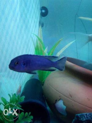 Blue Fish In Noida