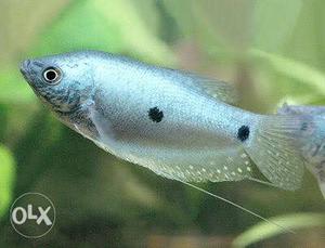 Blue Gourami Fish Pair (4inch)