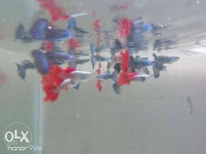 Blue Guppies and Red Guppy for sale