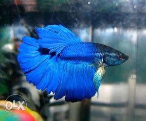 Blue Halfmoon betta fish