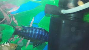 Blue dolphin ciclid fish for sale...very healthy