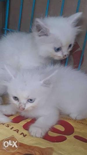 Blue eyes Long-haired White Kittens