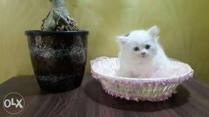 Cute and healthy Persian kittens available