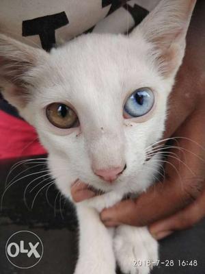 Different iris colours and pure white cat