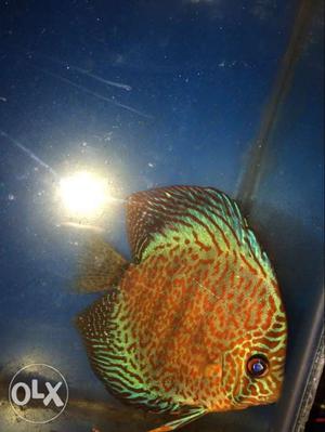 Discus fish available confirm female interested more than 6