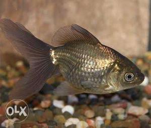 Divine Aquarium Black Gold fish 2+2 offer 120