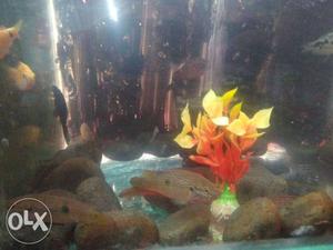 Divine Aquarium Jewel fish offer,buy a pair for