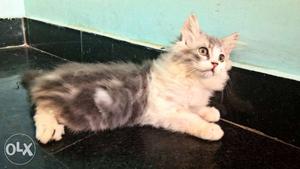 Doll face persian male kitten for sale.