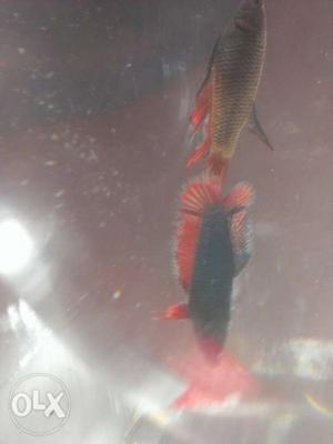 Double tails betta green color and red color