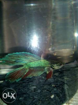 Dual tailed beta fish for sale. rearrest among