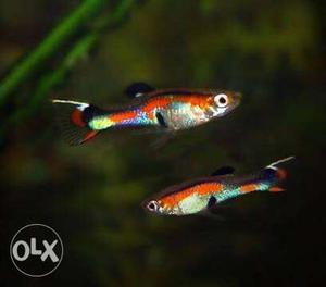 Endler Guppy for Sale pair 120rs only