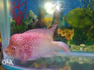 Exotic Flowerhorn fish