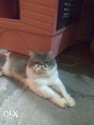 Extreme punch persian cat male 10 mnts old for
