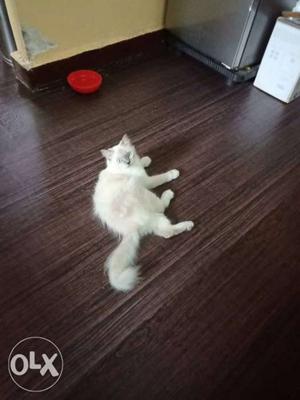Female cat Persian loving and toilet trained