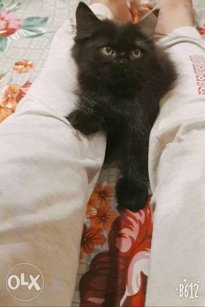 Female kitten 2 month old doll face pure persian breed