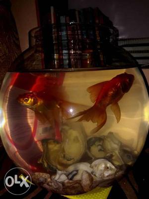 Fish Bowl with two gold fish