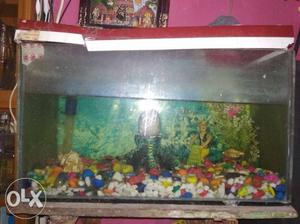 Fish accorium Good condition