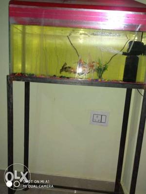 Fish aqarium 5 fish with stand and all fittings