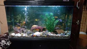 Fish aquarium 4ft tall and width with vanety all the