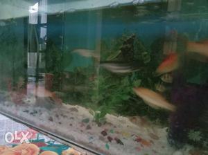 Fish aquarium with 15 fish heater filter size
