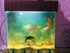 Fish aqurium tank Sale, with Filter,Fish net, 15