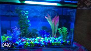 Fish tank 2by 2 with fully fitted having 6 pairs