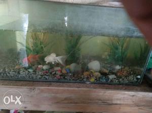 Fish tank, fish and fish table only  all r