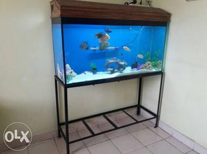 Fish tank with all fishes and sagoan top with all