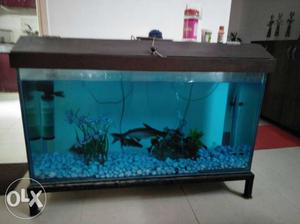 Fish tank with brown top