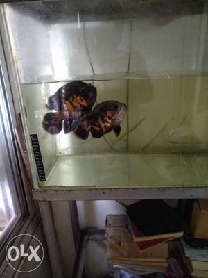 Fish tank with stand and Oscar fish pair