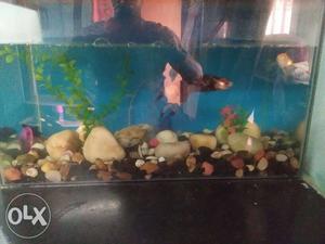 Fish tank with wooden cover +5 fish +stone +oxizen