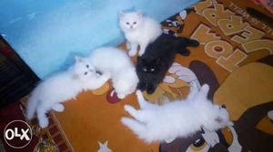 Five Short-coated White And Black Kittens